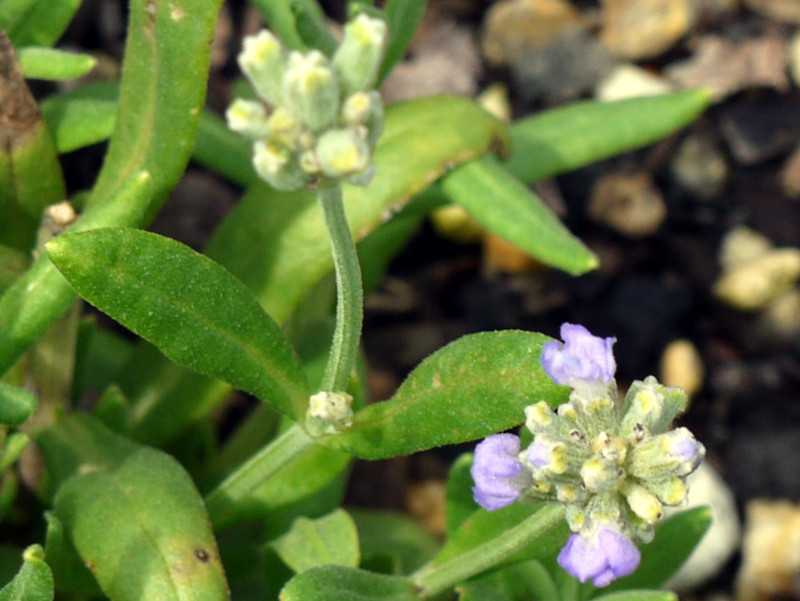 L. angustifolia