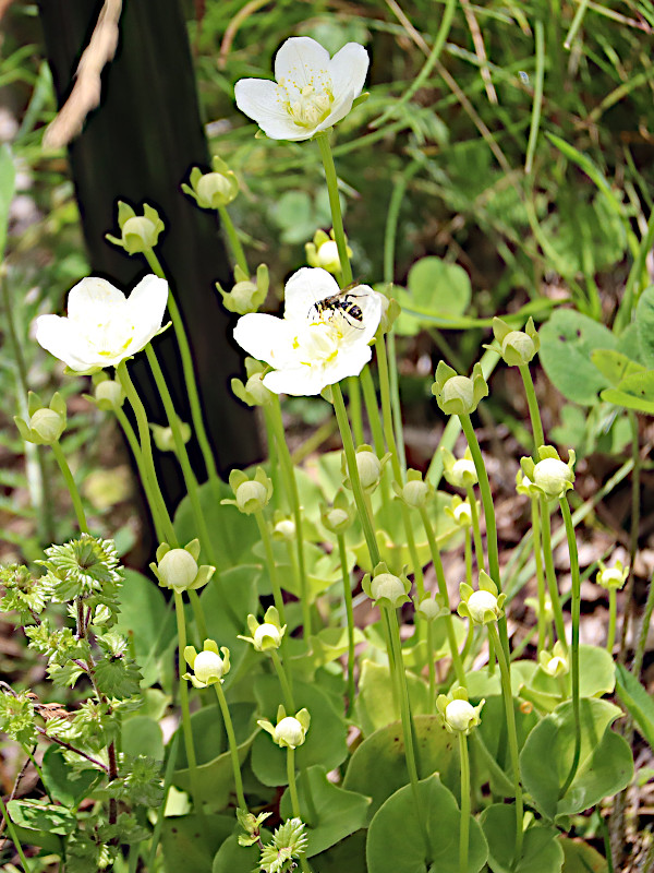 marsh grass of Parnassus