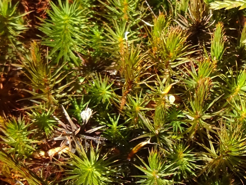 スギゴケ Polytrichum Juniperinum かぎけん花図鑑