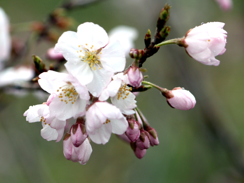 桜   唐実桜（カラミザクラ）