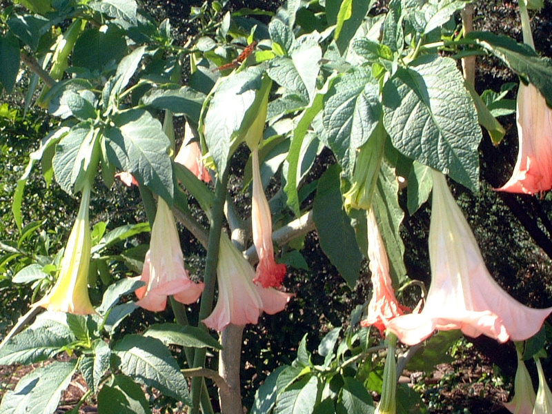 キダチチョウセンアサガオ Brugmansia かぎけん花図鑑