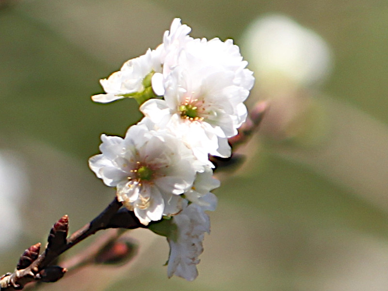 Kobuku zakura