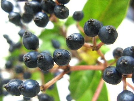 Viburnum tinus