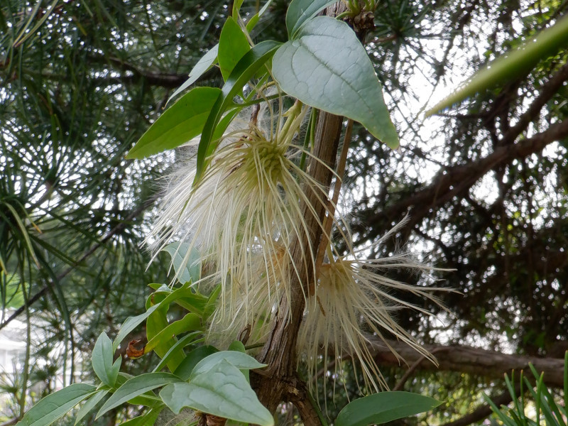 Clematis napaulensis