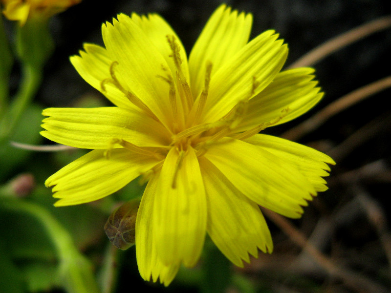 Crepidiastrum keiskeanum