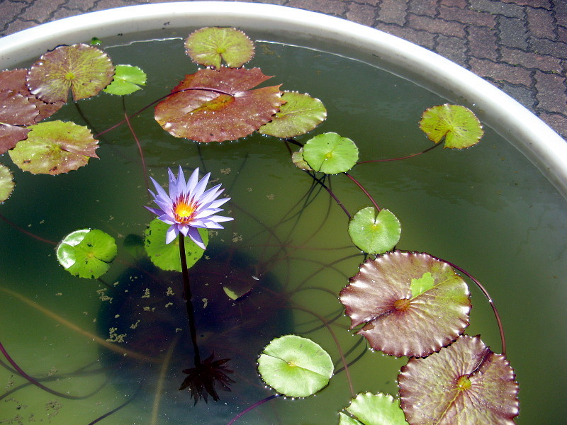 スイレン Nymphaea Hybrids かぎけん花図鑑