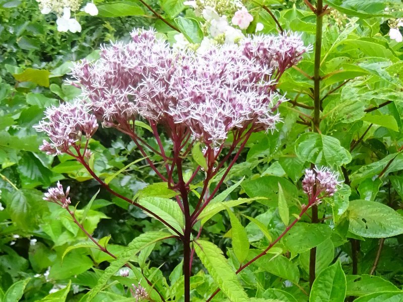 Eupatorium sachalinense