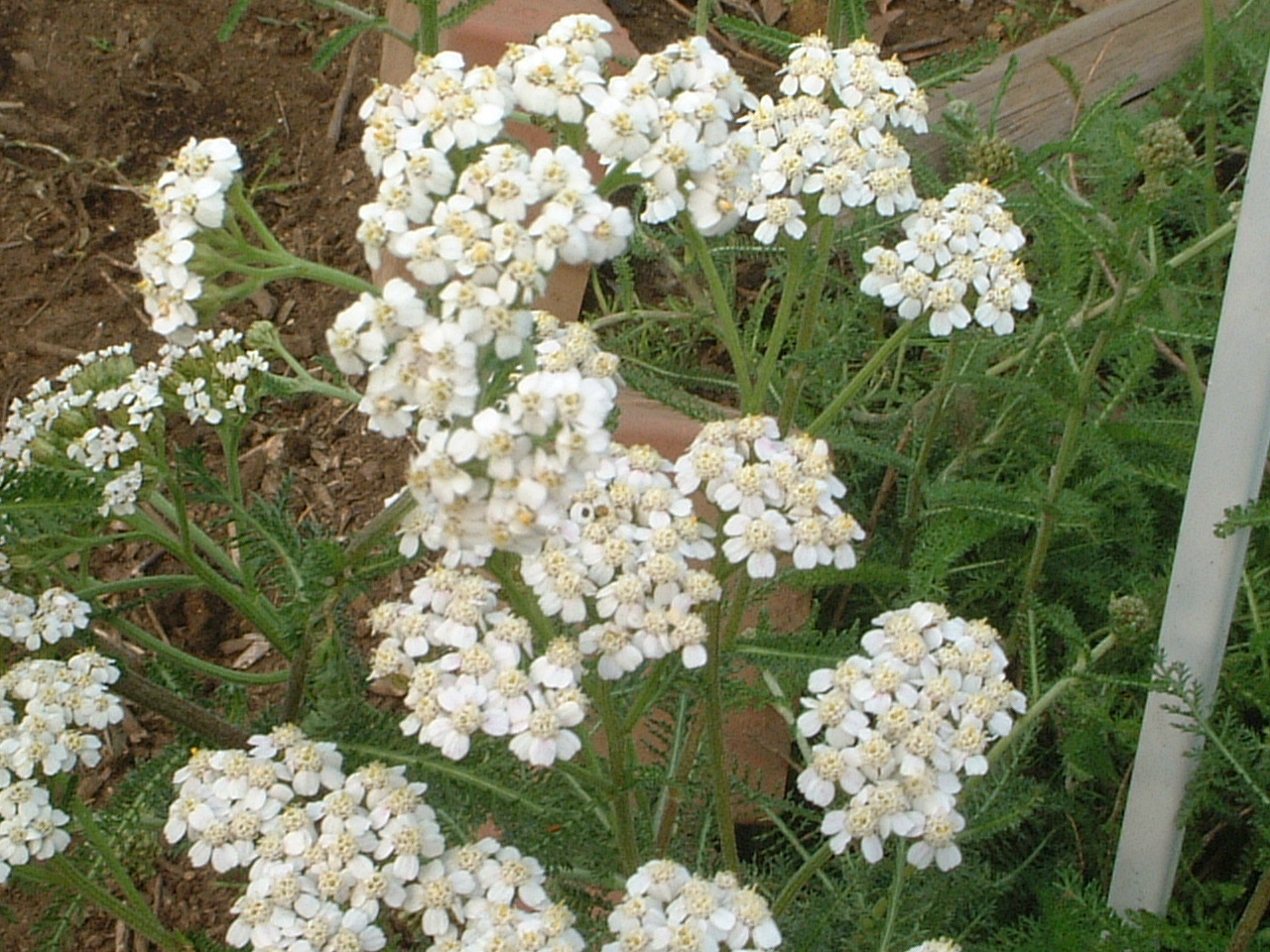 Achillea millefolium