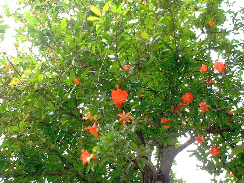 Pomegranate