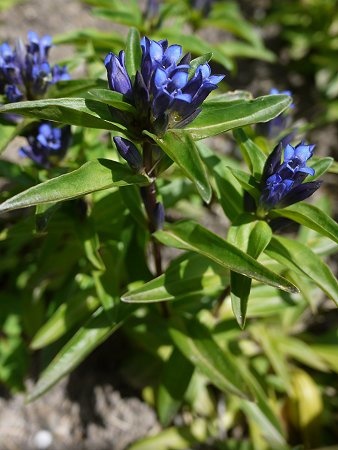 Gentiana cruciata