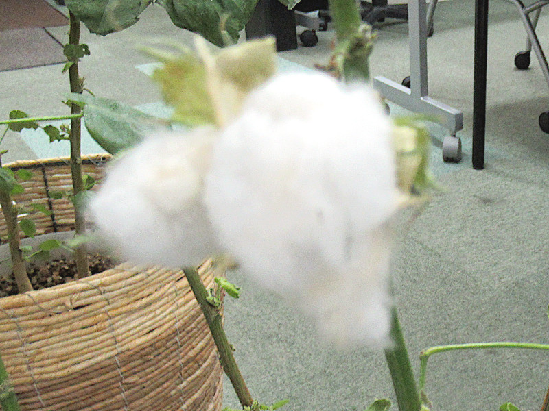 12月12日の誕生花　デンドロビウム、 綿