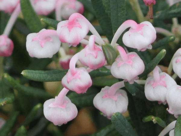 Andromeda polifolia