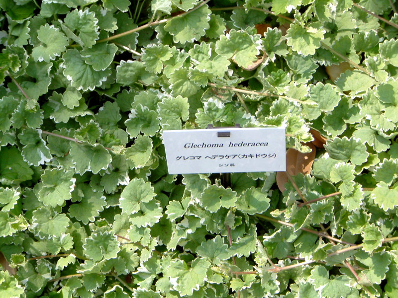 カキドオシ Glechonma Hederaces かぎけん花図鑑