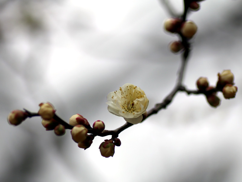 Prunus mume "Gekkyuden"