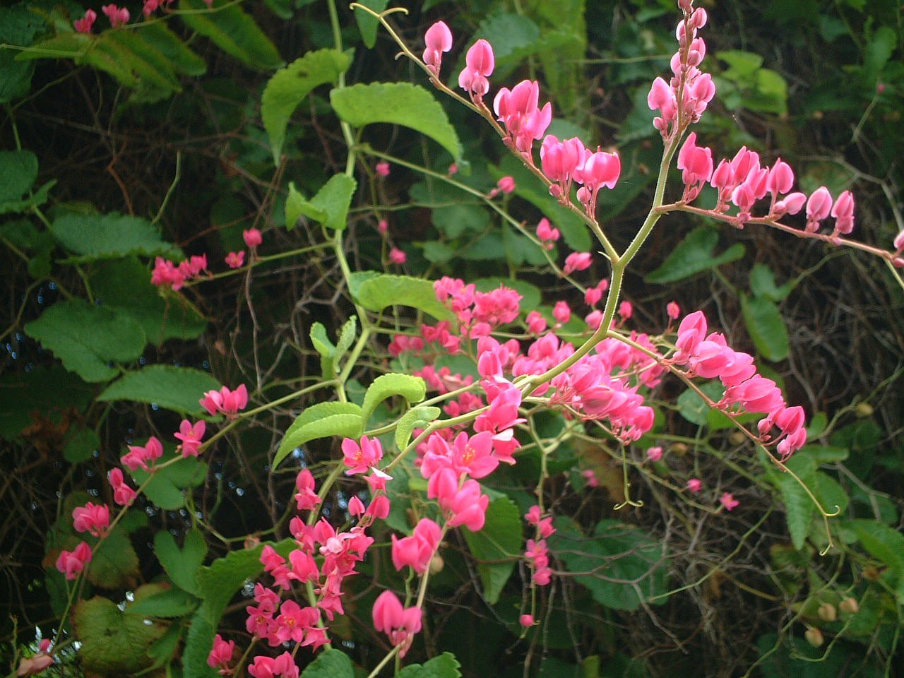 Antigonon leptopus