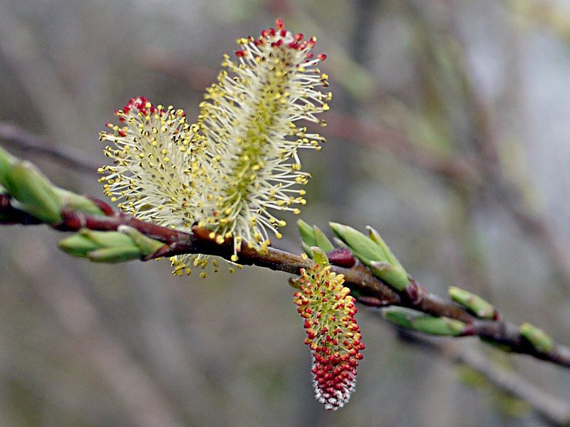 细柱柳 Salix Gracilistyla 科技研花图画书