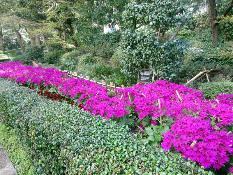 Florist's Cineraria