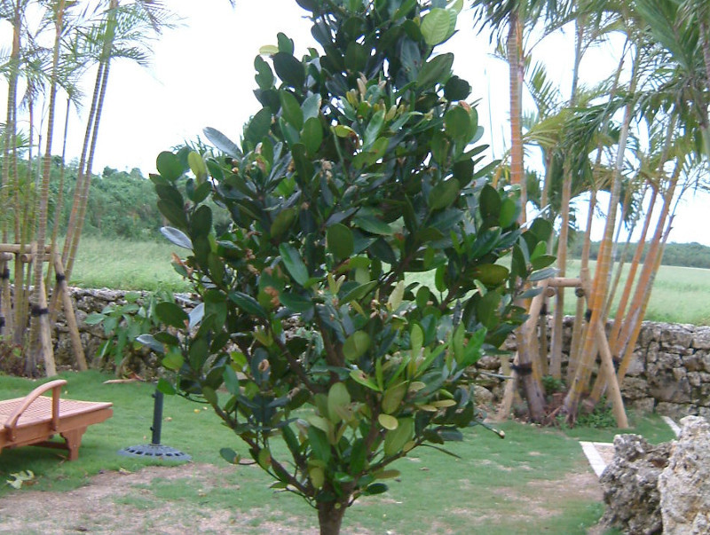 Garcinia subelliptica