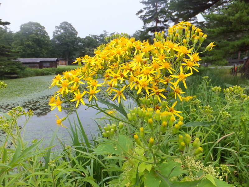 Alpine ragwort