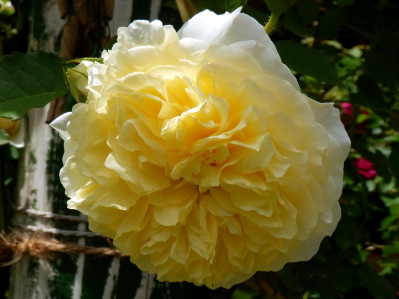 Rose 'The Pilgrim'