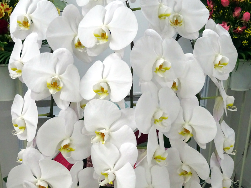 コチョウラン Phalaenopsis Aphrodite かぎけん花図鑑