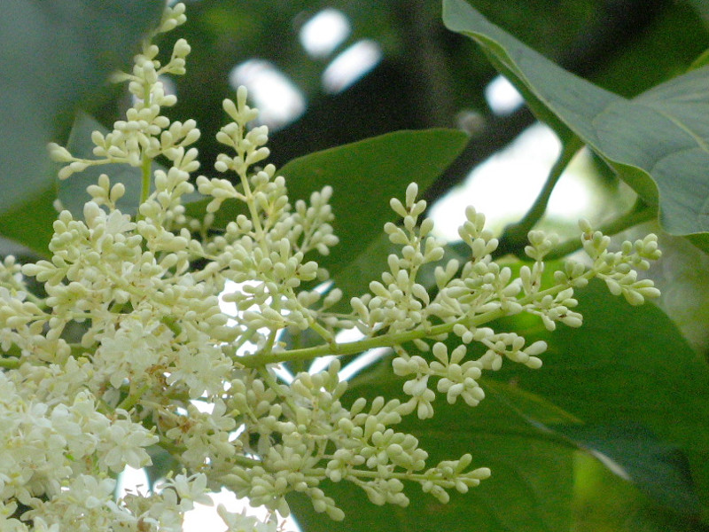 Syringa reticulata