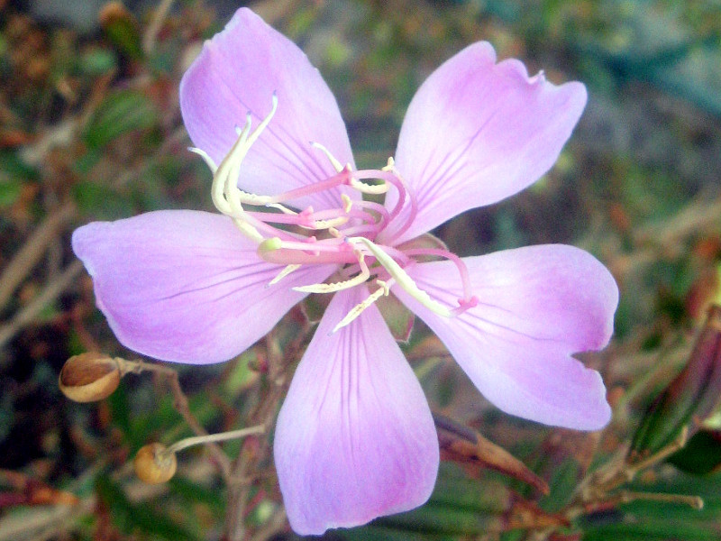 シコンノボタン リトルエンジェル Melastoma Tibouchina Little Angel かぎけん花図鑑