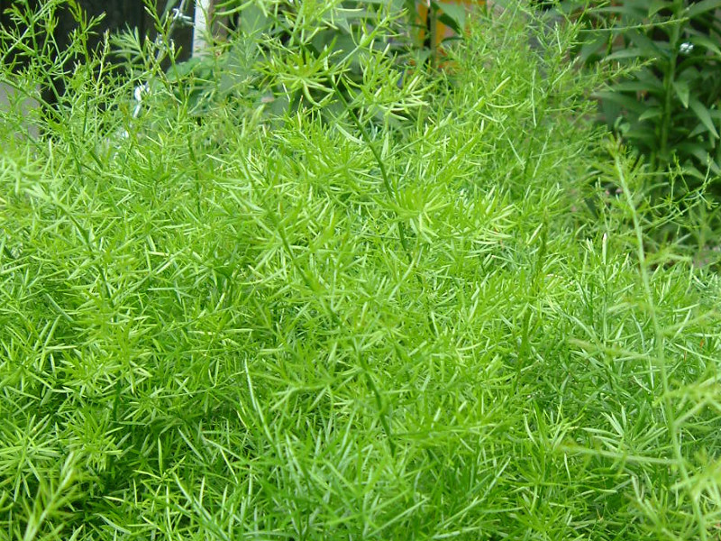 Asparagus fern