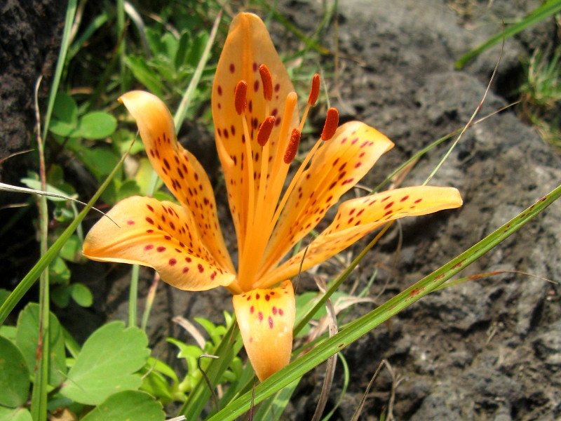 スカシユリ Lilium Maculatum かぎけん花図鑑