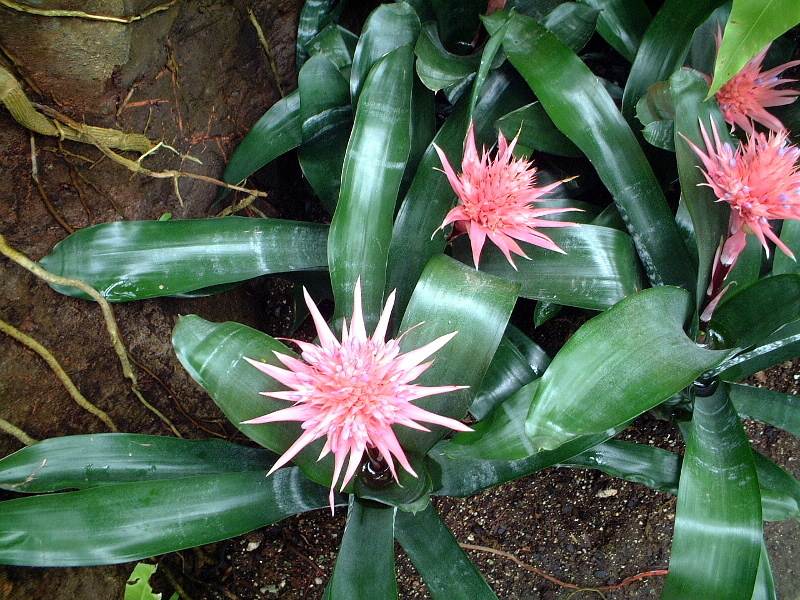 エクメア ファスキアタ Aechmea Fasciata かぎけん花図鑑