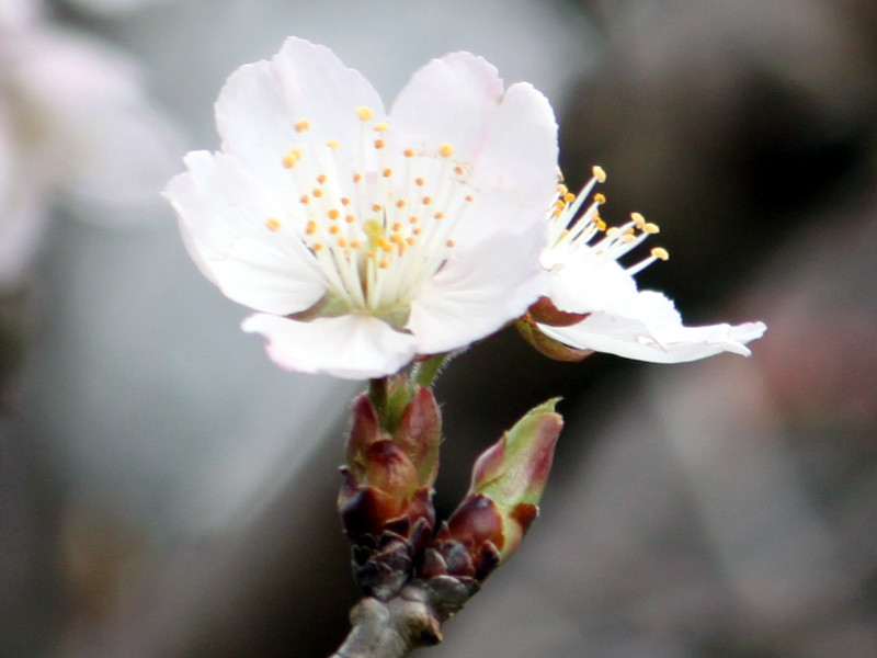 桜  十六日桜（イザヨイザクラ）