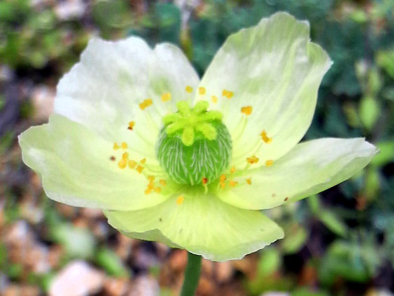 Papaver fauriei