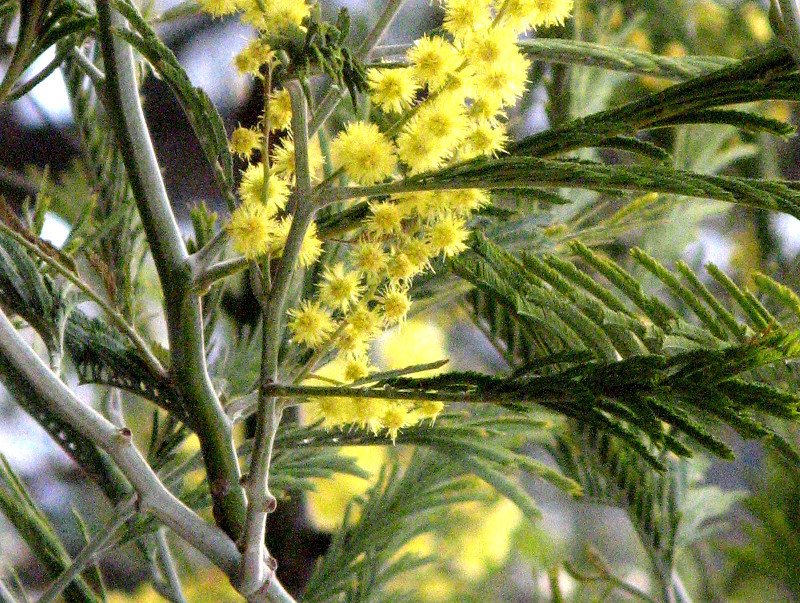 Acacia dealbata