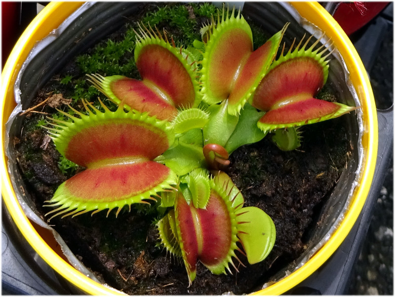 ハエトリグサ Dionaea Muscipula かぎけん花図鑑