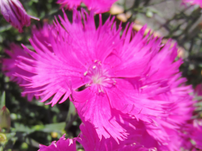 ナデシコ Dianthus Hybrids かぎけん花図鑑