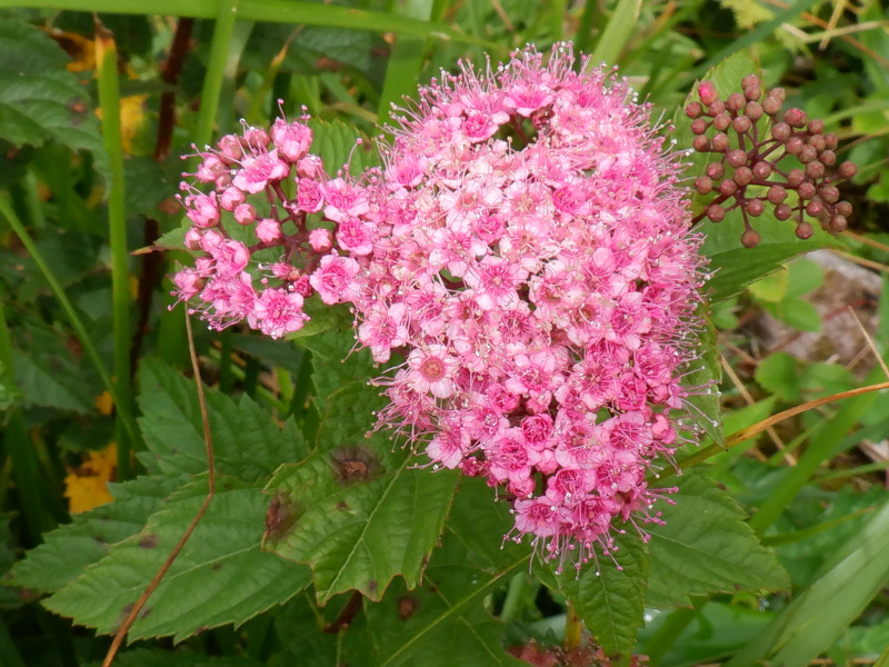 Spiraea japonic