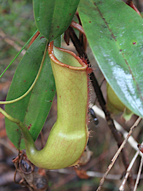 Nepenthes rafflesiana