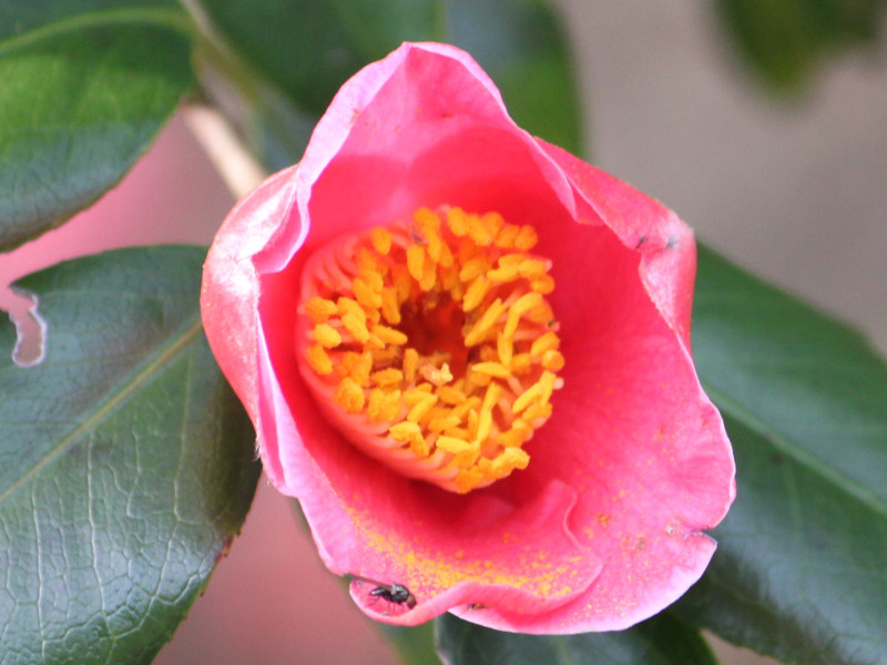 Camellia Koshinobenishidare