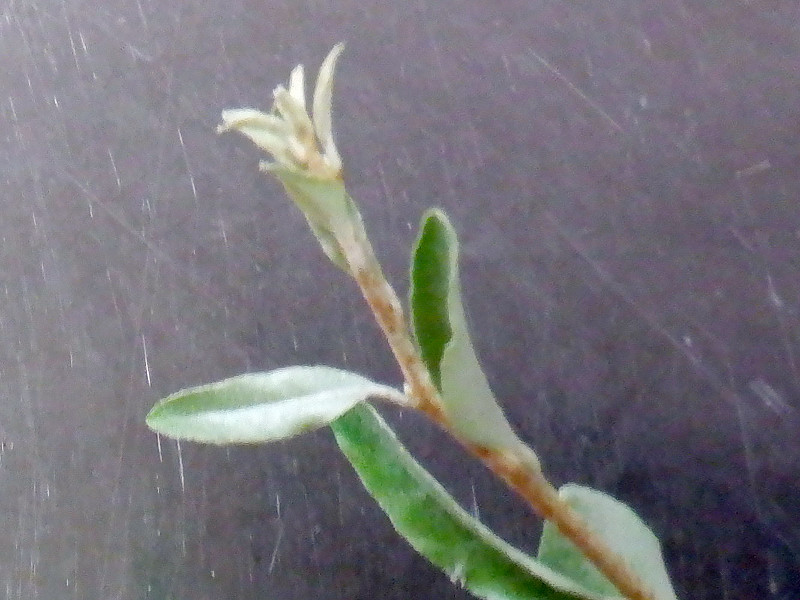 Elaeagnus angustifolia