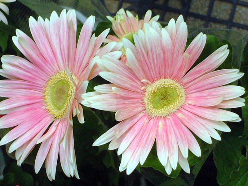 Gerbera