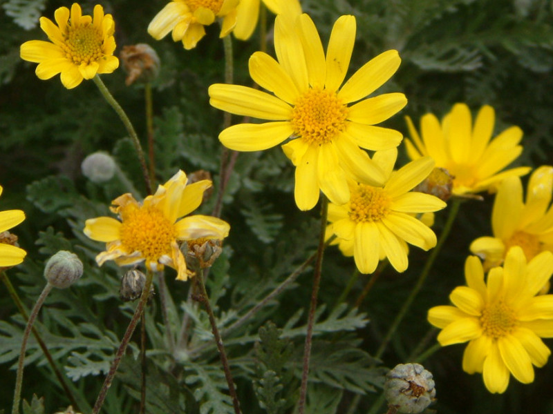 ユリオプスデージー Euryops Pectinatus かぎけん花図鑑