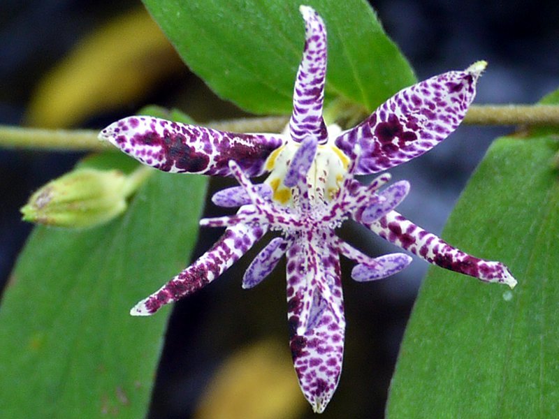 Japanese toad-lily