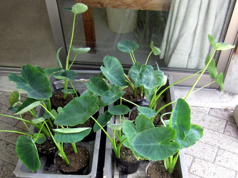 Eddoe Colocasia Esculenta Ishikawa Wase Flower Database