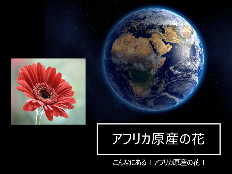 アフリカ原産の花