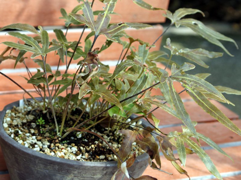 Leptochilus pothifolius