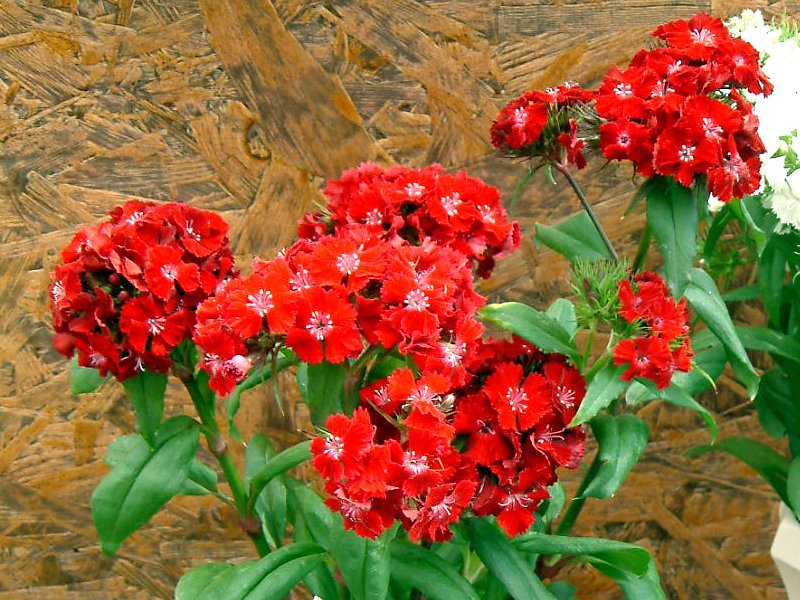 ナデシコ Dianthus Hybrids かぎけん花図鑑