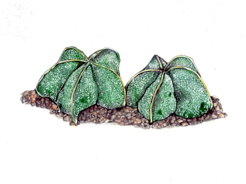 Astrophytum myriostigma var. strongilogonum