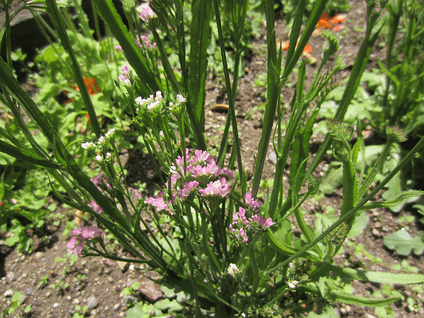 Limonium sinuatum