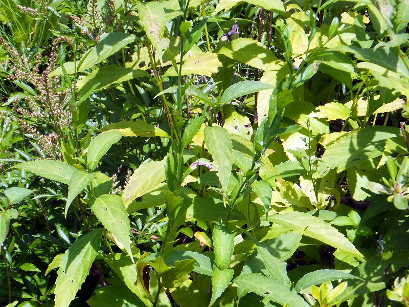 Collinsonia japonica