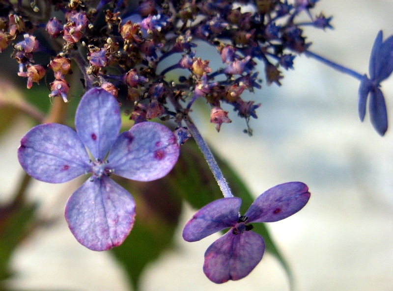 Hydrangea